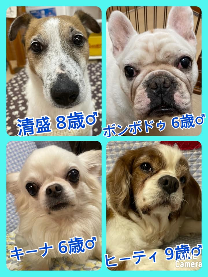 🐾今日の里親様募集中ワンコ🐶メンバーです🐾2021,1,16